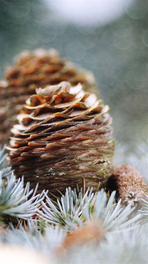 Wallpaper Pine Cone Bing Microsoft 5k Os 23225