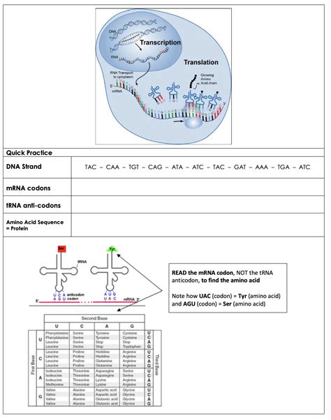 If replication of the original dna molecule occurred using the new nucleotides, what would the two products of. Protein Synthesis - LPHS BIOLOGY STAAR REVIEW