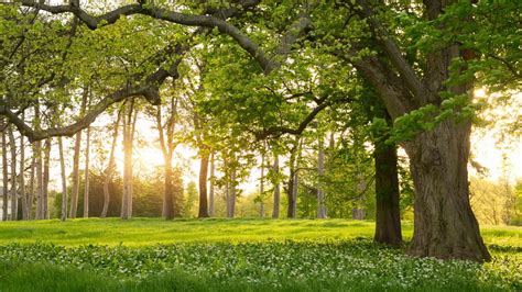 Forest With Green Trees During Summer Hd Nature Wallpapers Hd