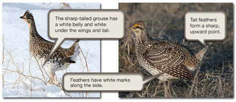 Sharp Tailed Grouse Identification Aep Environment And Parks