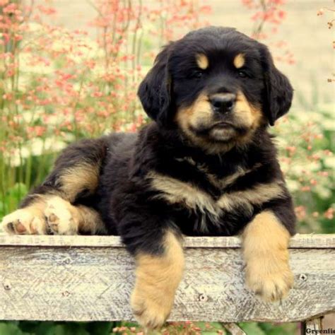 Bernese Golden Mountain Dog Puppies For Sale Greenfield