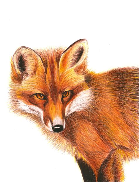 Fox Drawing Fox Giclee Print From A Hand Drawn Illustration Ai Cases