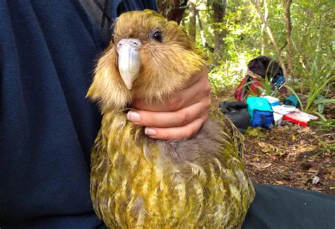 The Cute And Chubby Kakapo Also Called Owl Parrot Is A Species Of