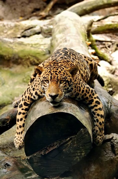 What Do Jaguars Mainly Eat Whadoq