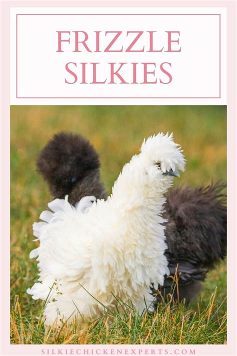 Learn How To Raise Frizzle Silkie Chickens By Reading This Article Silkie Bantam Silkie