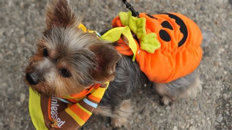 Cute Dogs Dressed Up For Halloween Fox News