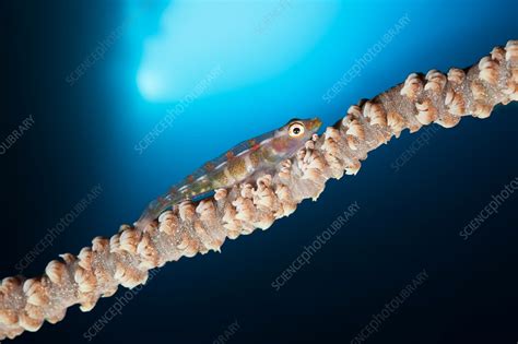 Whip Coral Goby Stock Image C0319407 Science Photo Library