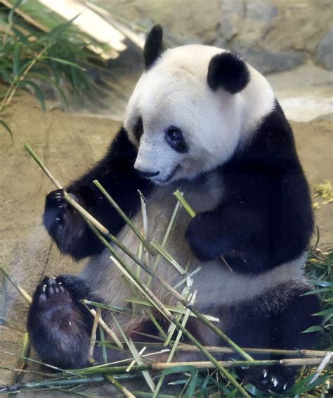 Beloved Japan Born Giant Panda Xiang Xiang Arrives In China