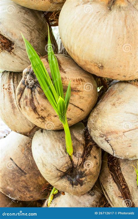 Many Coconuts Stock Image Image Of Thailand Coconuts 26712617