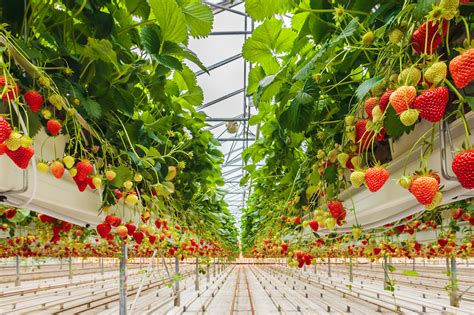 Indoor Farming Funding Heats Up Greenbiz