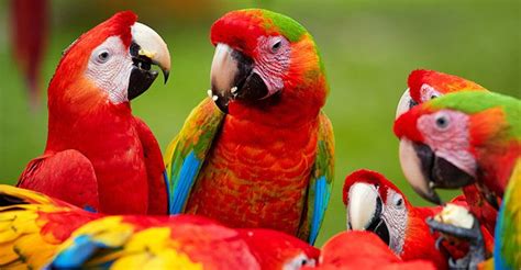 Parrot Facts What You Need To Know About These Colorful Birds Bird Lover