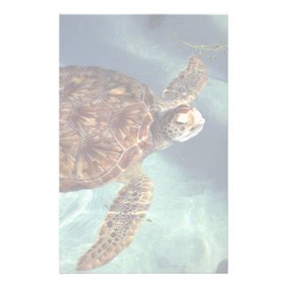 Sea Turtle Stationery Custom Sea Turtle Stationary