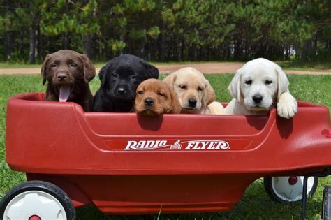 Breeding labrador retrievers , that look like they're supposed to, hunt like they're if you are interested in a puppy from bird crazy gun dogs please feel free to call to discuss planned breedings. Winter Valley Labs (MLK) - Labrador Retriever Puppies For ...