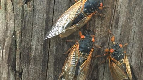 International Report The Awakening Of The Cicadas In Washington Teller Report