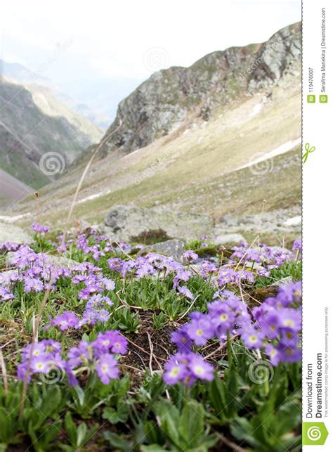 Purple Flowers In The Foreground On The Background Of Mountains And