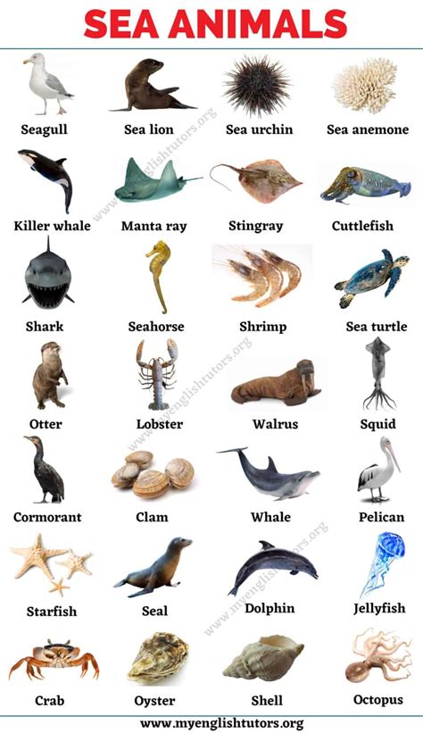 Sea Animals List Of 25 Animals That Live In The Sea With The Picture