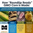 Have you ever wondered how GMO corn is made? Roundup Ready Corn is ...