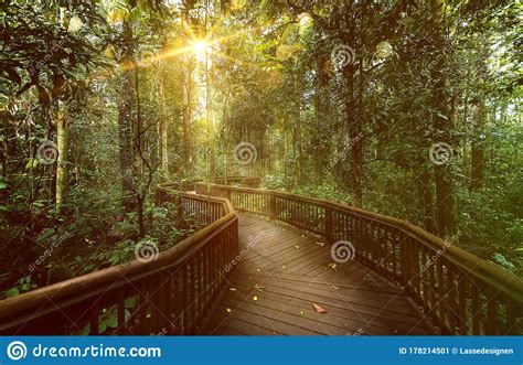 Path Through Rainforest In The Garden Route Np South Africa Stock