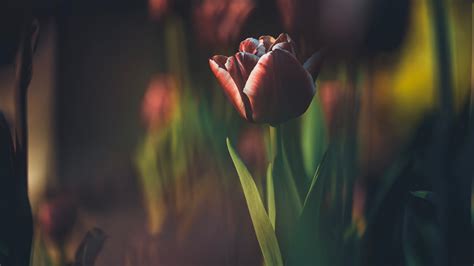 Beautiful Tulip Backiee
