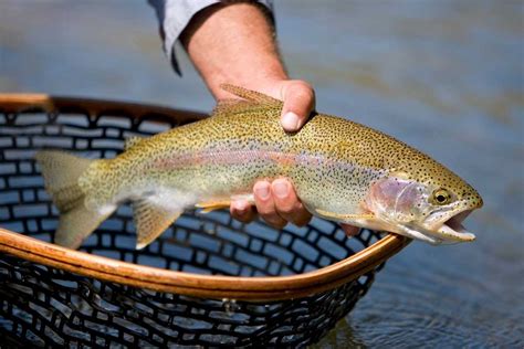 How Deep Do Trout Swim Mighty Angler For Life
