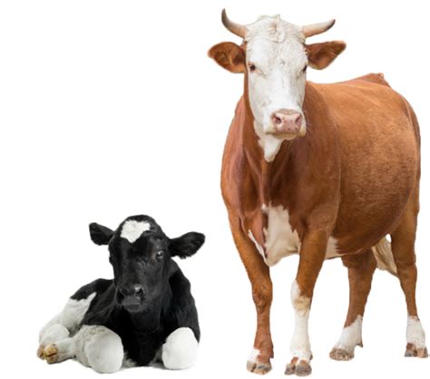 cow png images