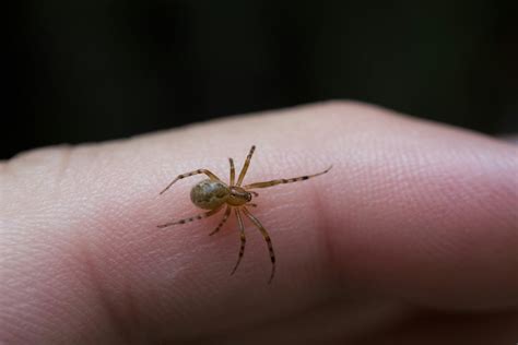 What Spider Bites Look Like—and When To Call The Doctor Rdca