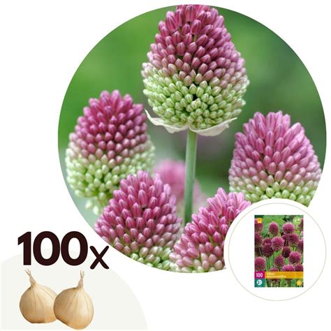 Bulbes D Allium Sphaerocephalon Lot De 100 FloraStore