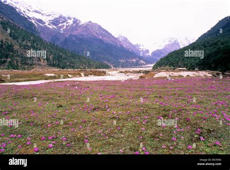 Flower Of Yumthang Valley Hi Res Stock Photography And Images Alamy