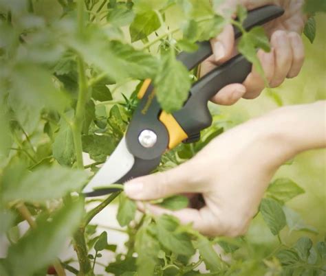 How To Prune Tomatoes A Step By Step Guide Pruning Tomato Plants
