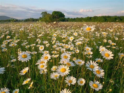 Spring Daisy Flowers In Mountain Meadow Stock Photo