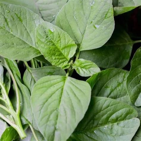 500 Green Callaloo Seeds Chinese Spinach 0185 Etsy
