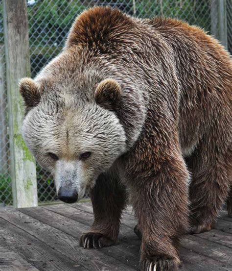 European Brown Bear Plumpton Park Zoo