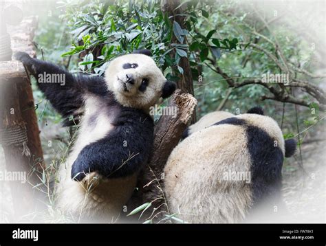 Two Giant Pandas Are Playing Stock Photo Alamy