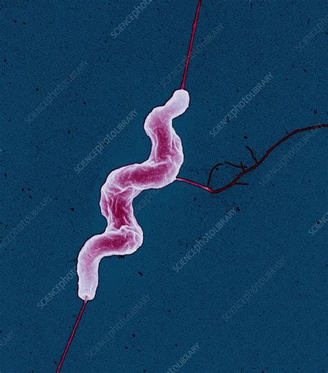 Campylobacter Jejuni Bacterium Stock Image B2201277 Science