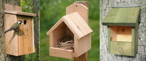Burung peliharaan di rumah : Menjadikan halaman rumah sebagai habitat bagi burung liar | OM KICAU