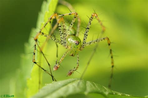 Green Lynx Spider North American Insects And Spiders