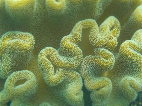 Free Images Ocean Diving Fauna Coral Reef