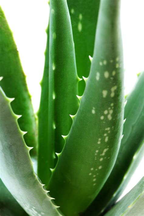 The Medicinal Plant Aloe Vera The Healing Herbs Of India