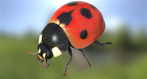 ladybug rigged animated 3d model 199 ma fbx obj free3d