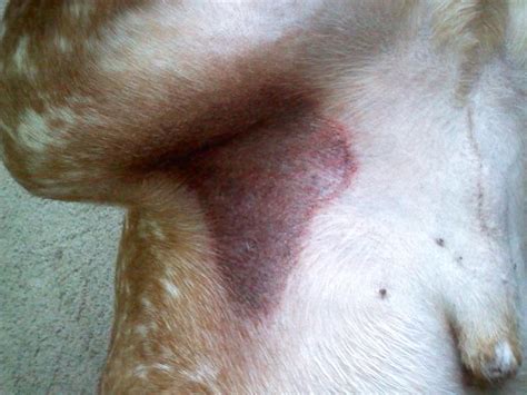 My Dog Has A Really Dark Rash With A Red Tint Too It On The Inside Of