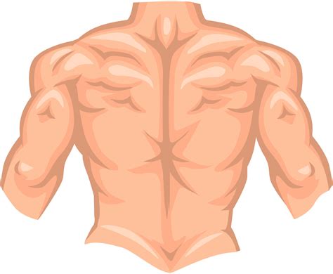 Espalda desnuda de culturista macho con músculo aislado sobre fondo blanco Vector en