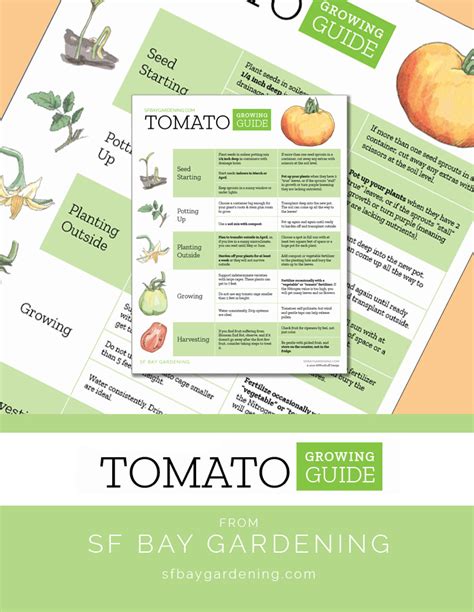 Tomato Growing Guide Printable Sf Bay Gardening