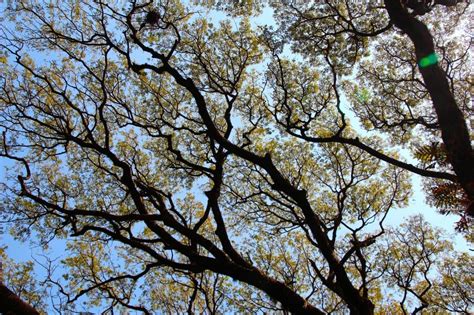 Top Crown Aesthetic Tree Leaves Tree Branch Free