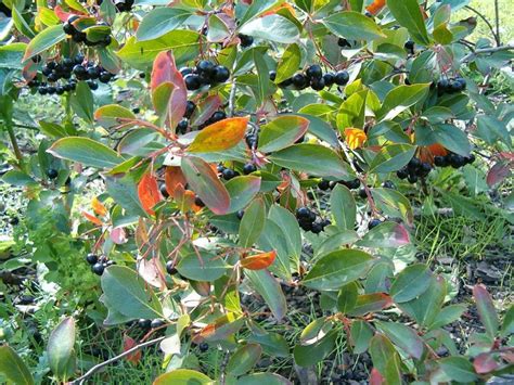Aronia Melanocarpa Aronie à Fruits Noirs Arbustes Nains