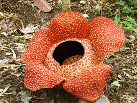 Mbsskl Sixth Form Science And Mathematics Society Superflower Rafflesia