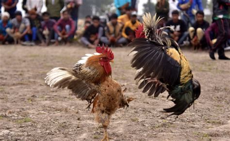 illegal cockfight rooster in india kills owner after slashing his groin daily telegraph