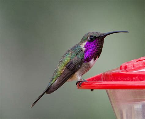 This southwestern species is one of the most colorful types of hummingbirds in the united states of america. Gordon's Birding Adventures: Hummingbirds in Arizona