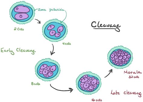 In All Plants The Zygote And Earliest Stages Of The Developing Embryo