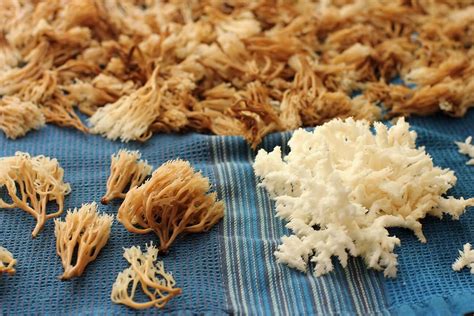 About Coral Mushrooms And A Few Coral Mushroom Recipes Kitchen Frau