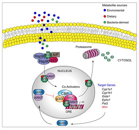 Aryl Hydrocarbon Receptor Encyclopedia MDPI